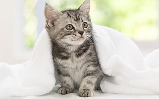 gray Tabby kitten HD wallpaper